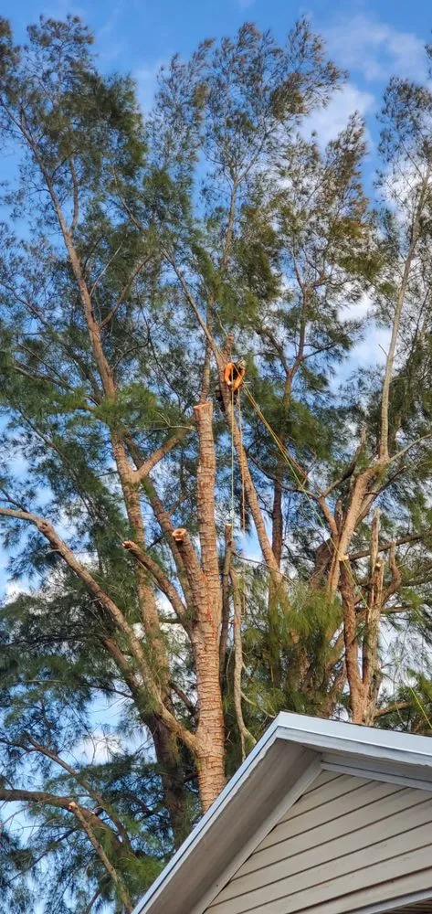 Professional landscaping services with custom design in Boca Raton, FL by Tree Trimming