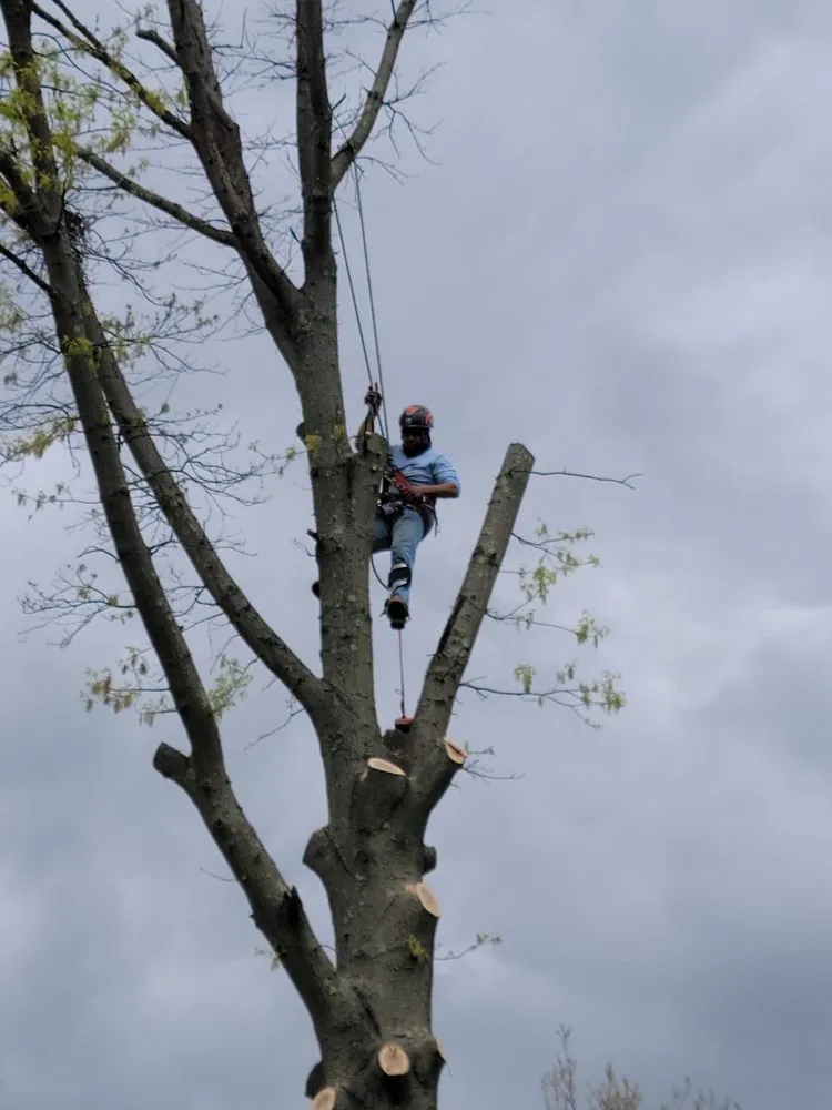 Top-rated garden landscaping experts serving Freehold, NJ - Tree Trimming Solutions