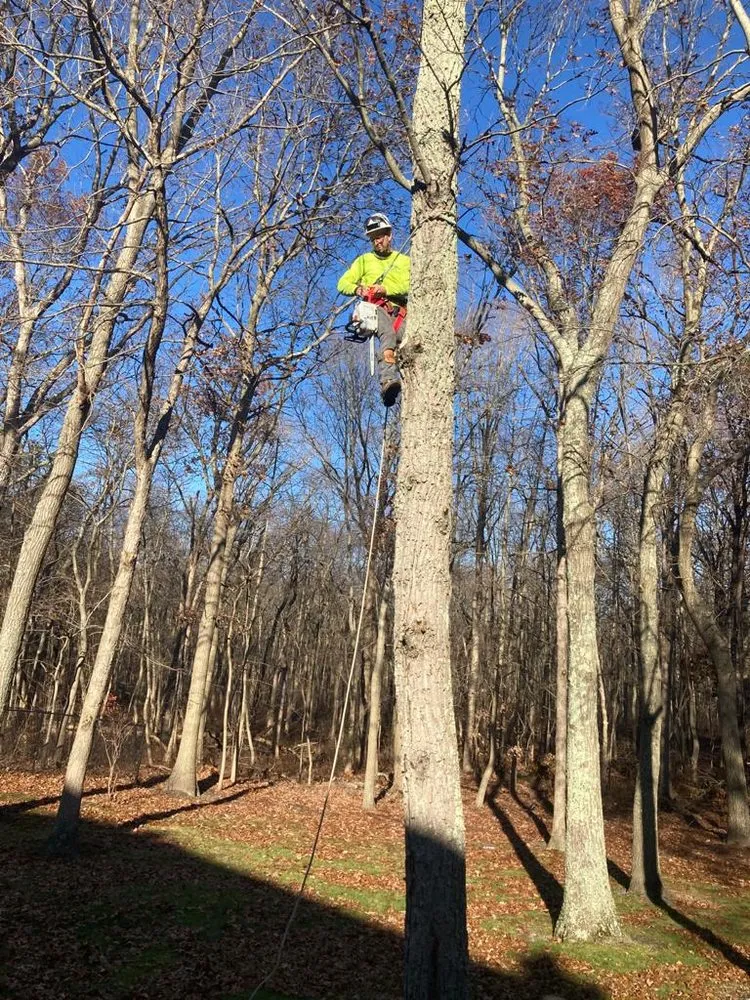 Reliable yard cleanup service in Freehold, NJ by Tree Trimming Solutions
