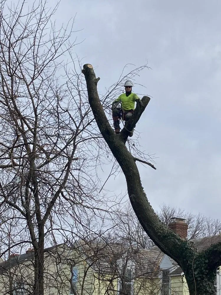 Expert garden landscaping in Freehold, NJ by Tree Trimming Solutions