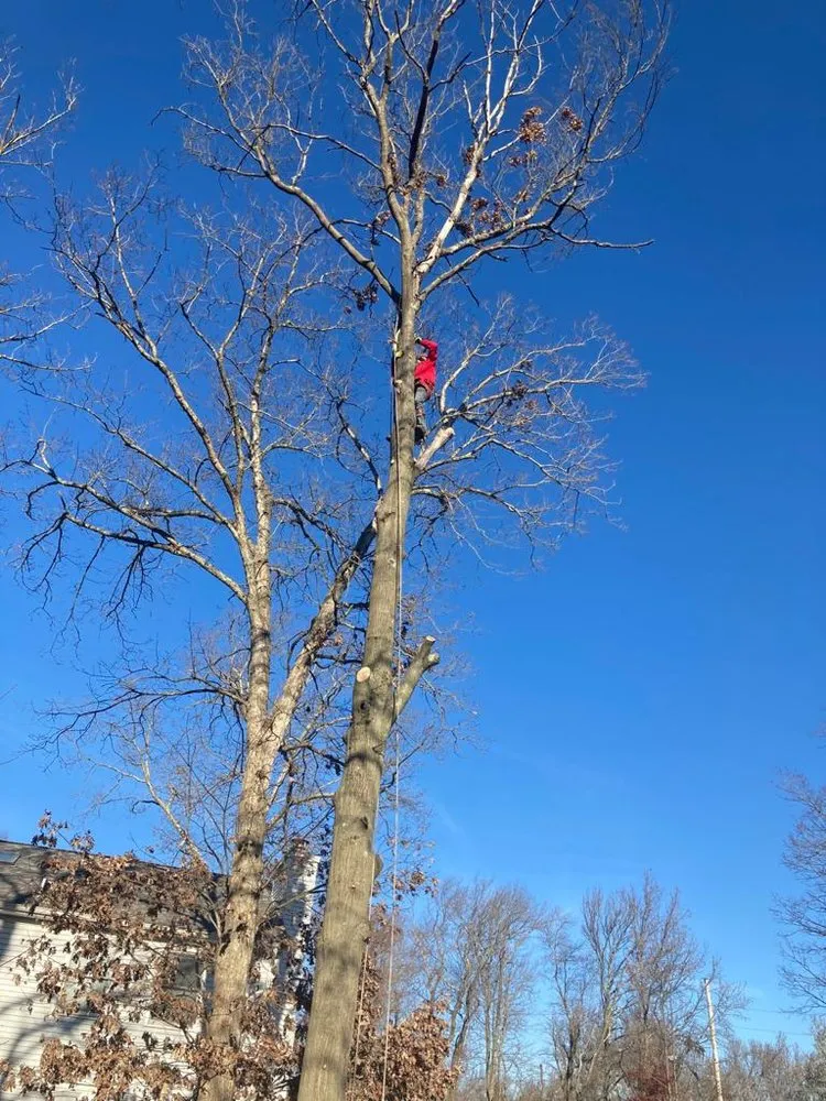 Expert landscape design near you in Freehold, NJ by Tree Trimming Solutions