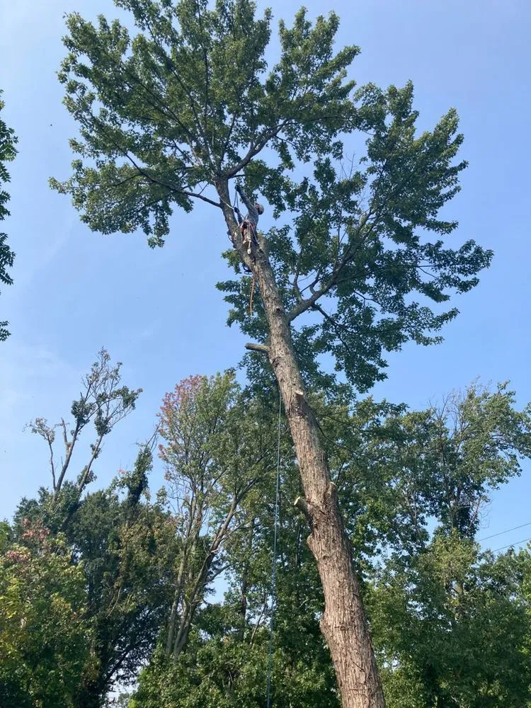 Expert landscaping services experts serving Freehold, NJ - Tree Trimming Solutions