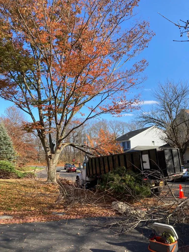 Affordable landscaping services in Freehold, NJ - Tree Trimming Solutions