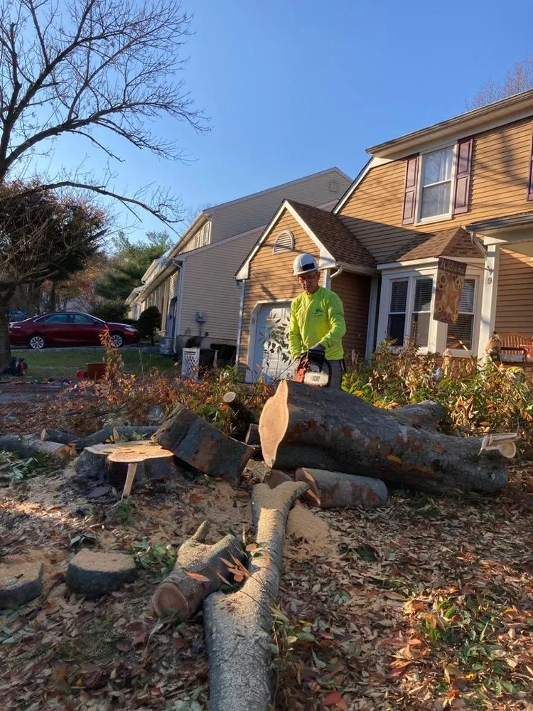 Trusted landscaping services in Freehold, NJ - Tree Trimming Solutions