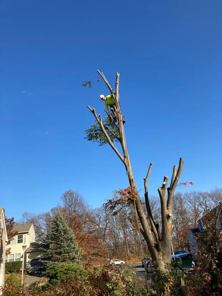 Professional landscape installation for homes in Freehold, NJ by Tree Trimming Solutions