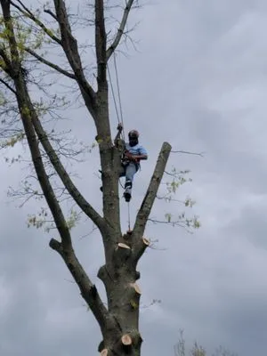 Tree Trimming Solutions Logo