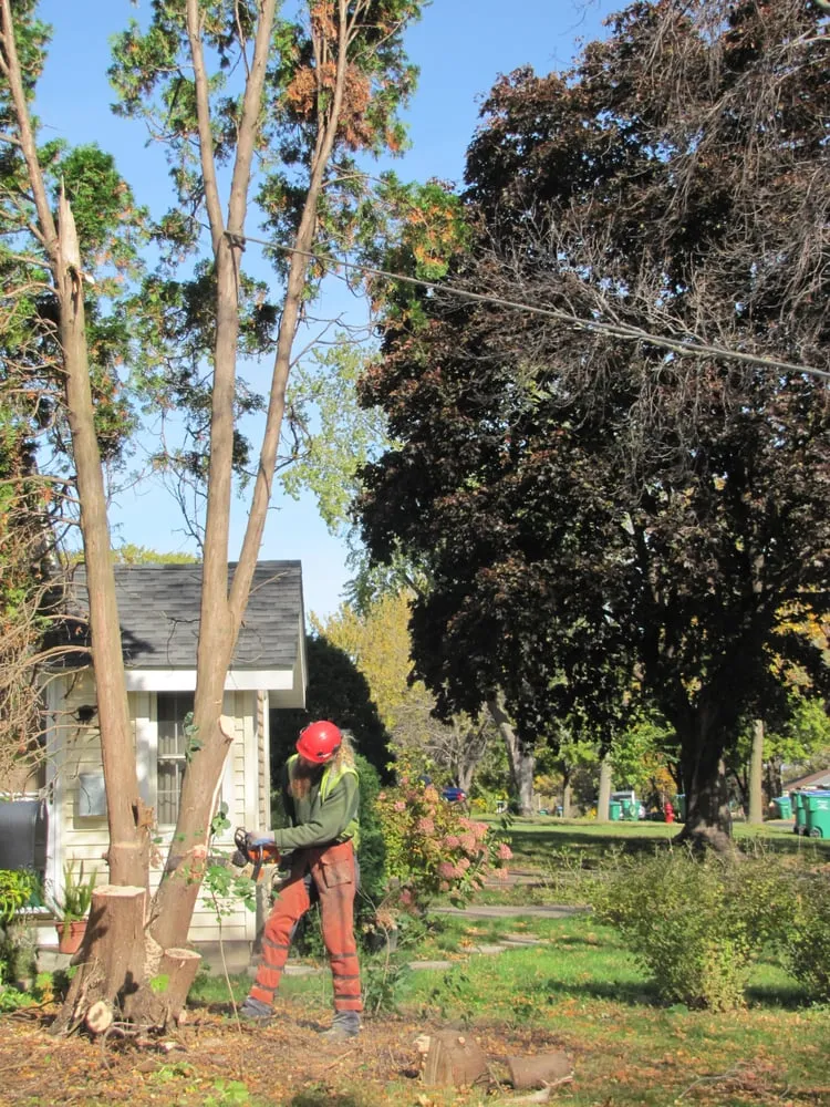 Local lawn care service in Saint Paul, MN by Tree Trust