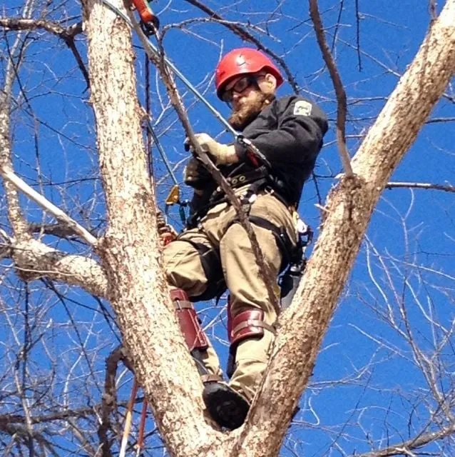 Reliable residential landscaping in Saint Paul, MN - Tree Trust