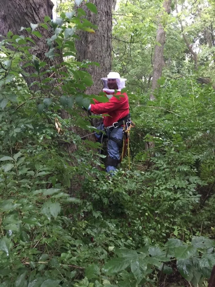Top-rated landscape installation with custom design across Columbia, MO - Tree Wizard