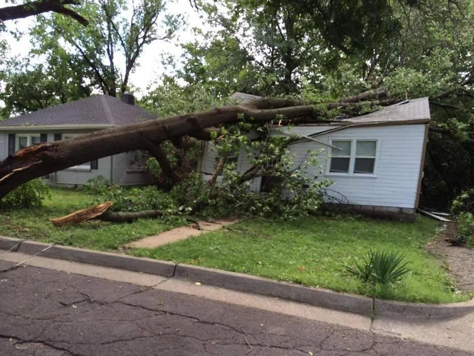 Affordable landscape installation in Columbia, MO by Tree Wizard