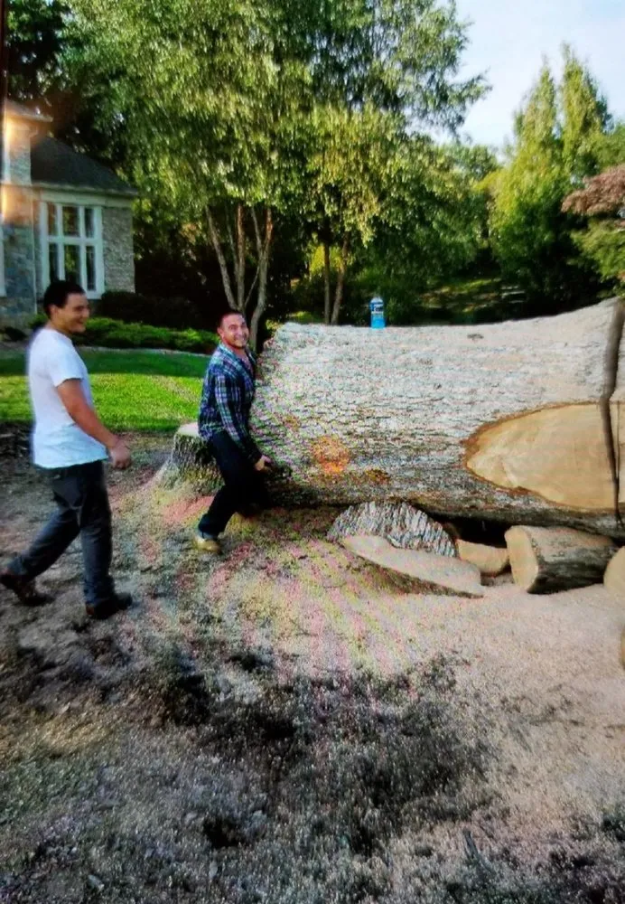 Professional yard maintenance in Reston, VA - Tree Work