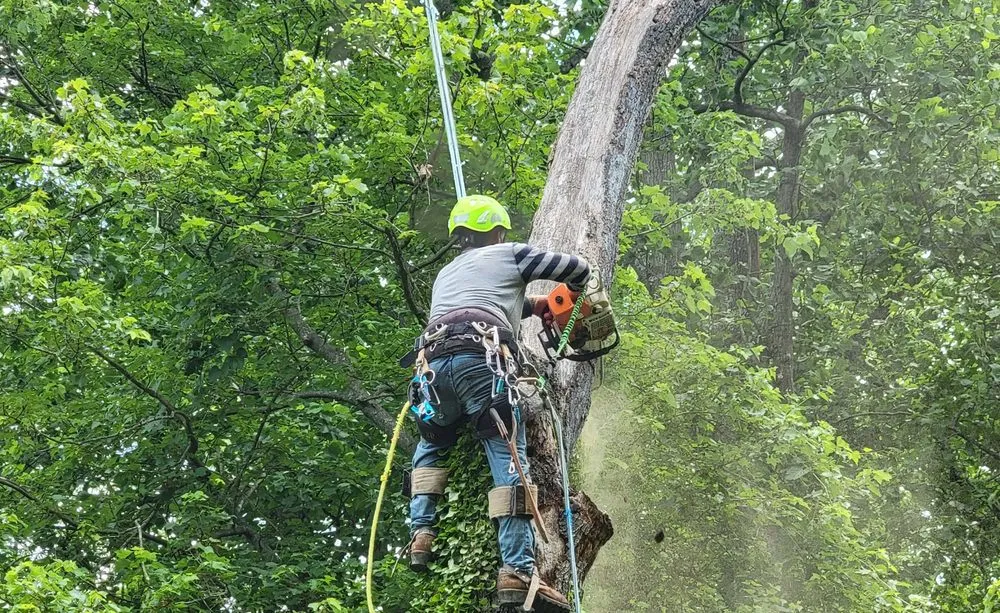 Expert yard cleanup service experts serving Reston, VA - Tree Work