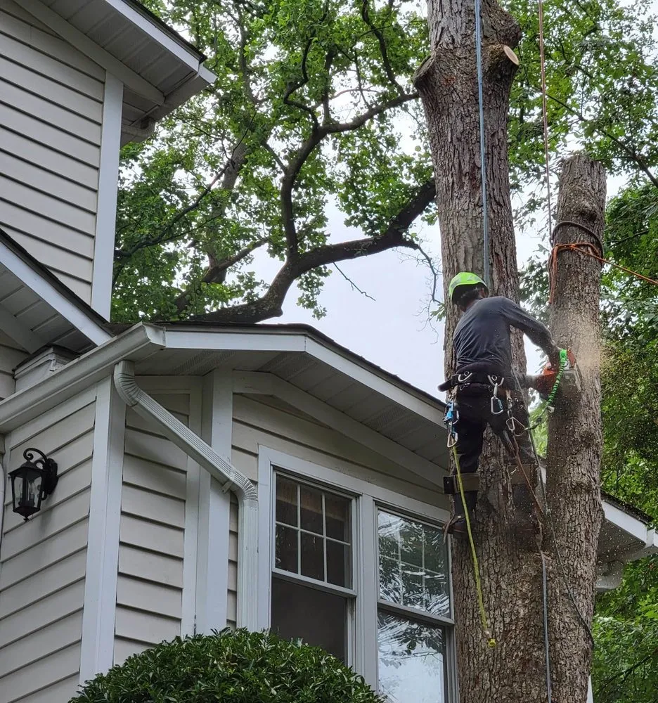 Affordable lawn mowing service for residential properties across Reston, VA - Tree Work