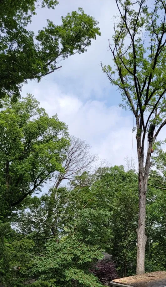 Reliable yard maintenance experts serving Reston, VA - Tree Work