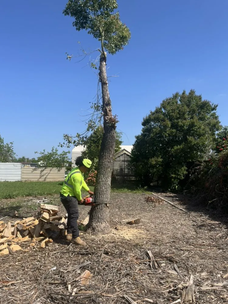 Local yard maintenance for homes in Rocklin, CA by Tree Work Services