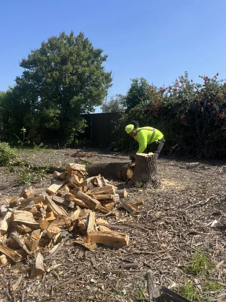 Local lawn care service near you in Rocklin, CA by Tree Work Services