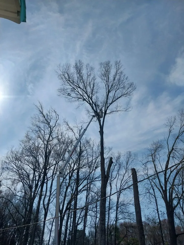 Local yard cleanup service in Sumter, SC by Tree Works