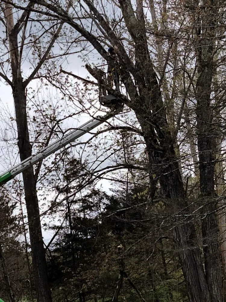 Affordable lawn care service in Mocanaqua, PA by Tree World & Landscaping