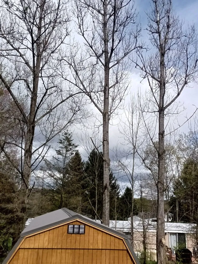 Local landscape installation experts serving Mocanaqua, PA - Tree World & Landscaping