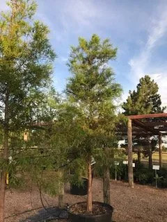 Top-rated residential landscaping in Wolfforth, TX by Tree World Nursery & Landscaping