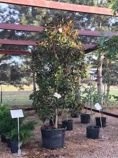 Professional residential landscaping for year-round maintenance across Wolfforth, TX - Tree World Nursery & Landscaping