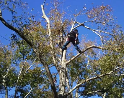 Trusted outdoor landscaping experts serving Galveston, TX - Tree Worxx