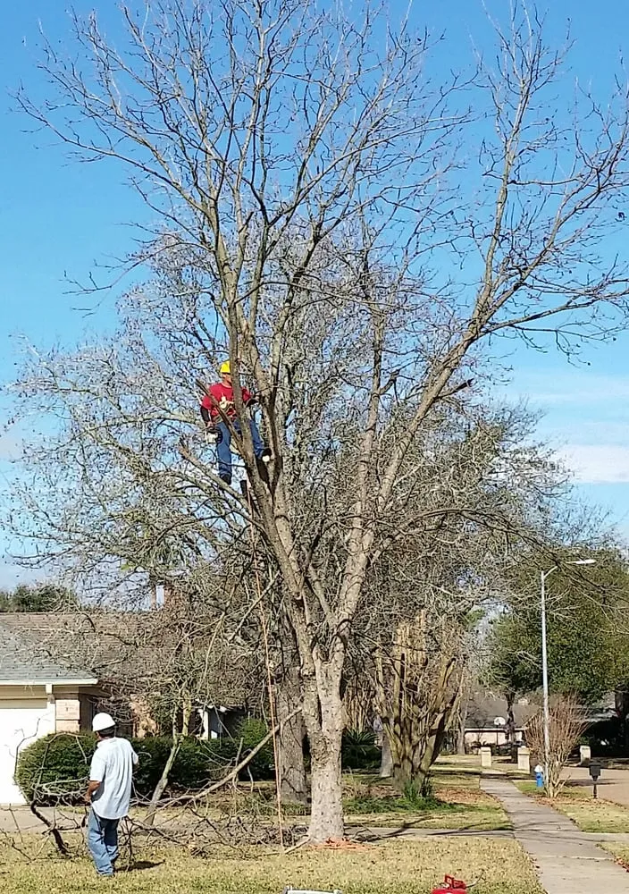 Top-rated residential landscaping experts serving Galveston, TX - Tree Worxx