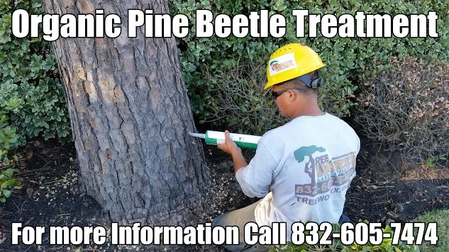 Top-rated landscape design in Galveston, TX by Tree Worxx