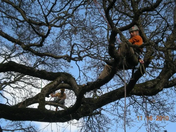 Professional landscape installation in Portland, OR - Tree Wrought LLC