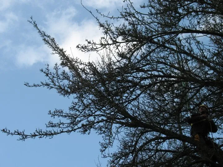 Affordable yard maintenance for year-round maintenance across Portland, OR - Tree Wrought LLC