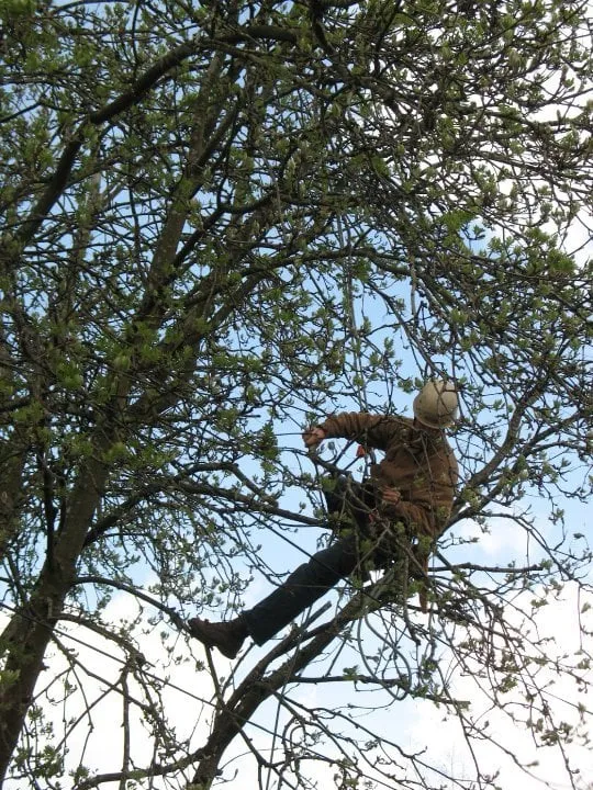 Local yard maintenance in Portland, OR - Tree Wrought LLC