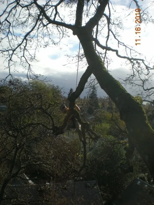 Local landscape design in Portland, OR - Tree Wrought LLC