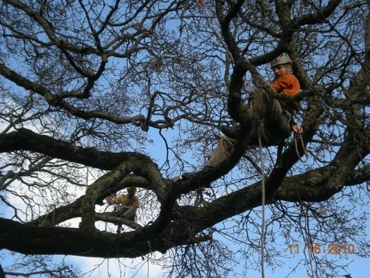 Tree Wrought LLC Logo