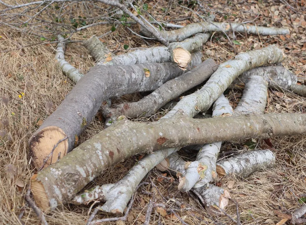 Expert outdoor landscaping in San Gregorio, CA - Tree41