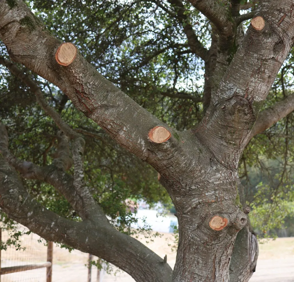 Reliable lawn mowing service in San Gregorio, CA by Tree41