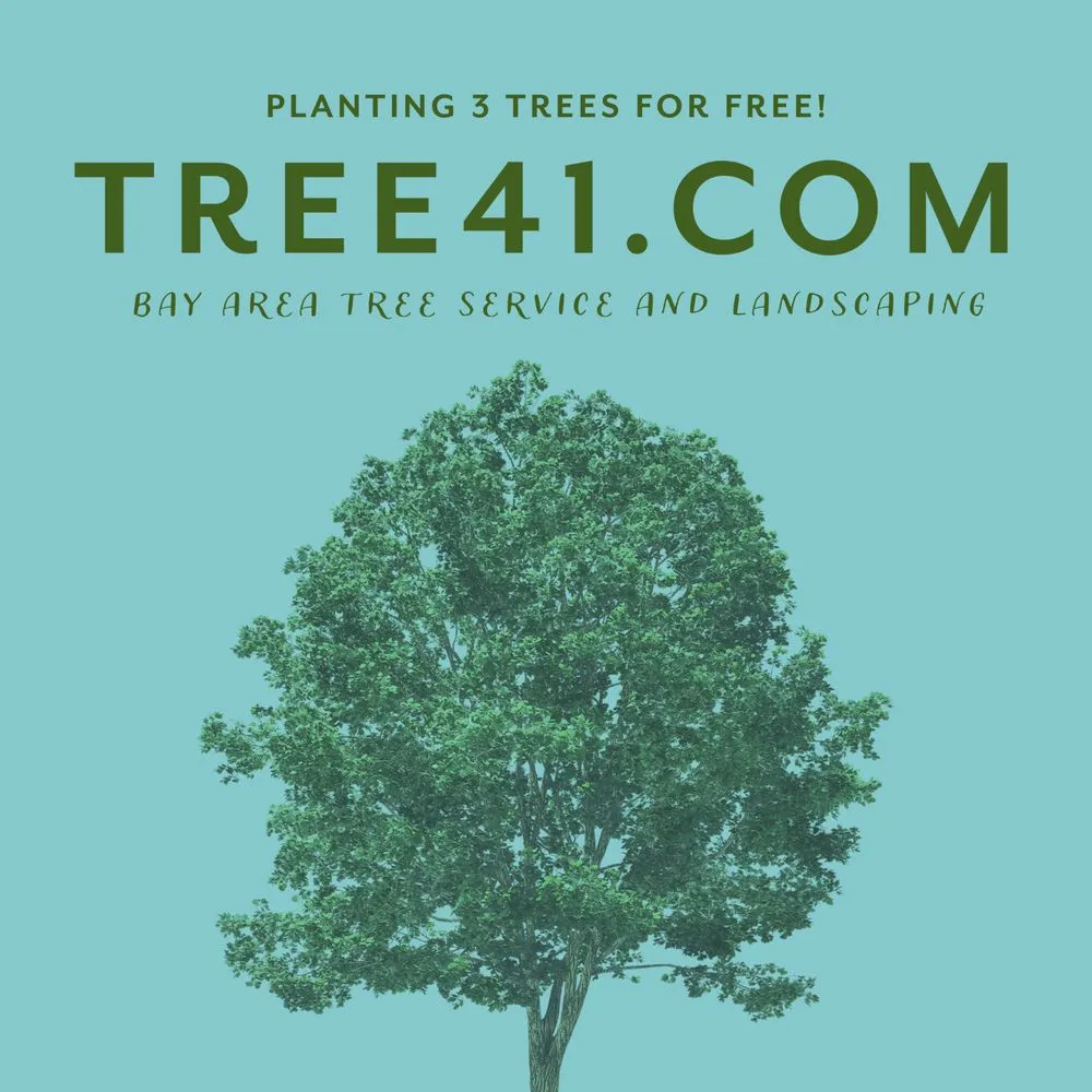 Affordable outdoor landscaping in San Gregorio, CA by Tree41