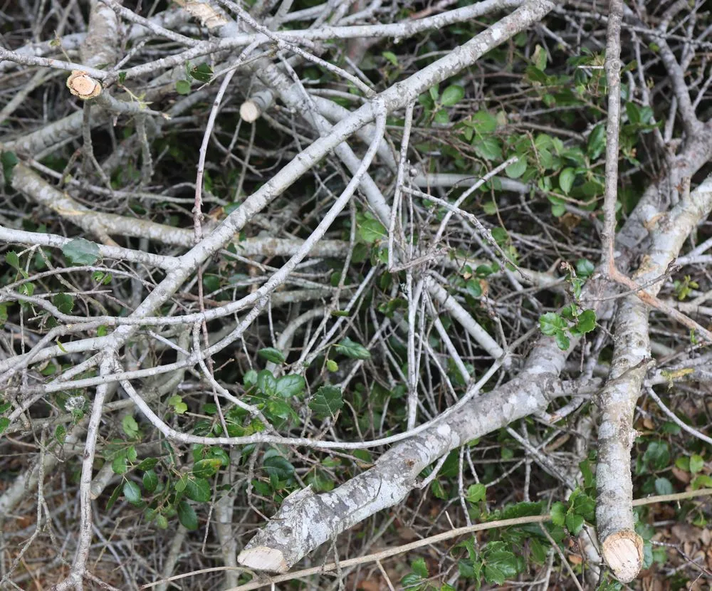 Professional residential landscaping for residential properties in San Gregorio, CA by Tree41