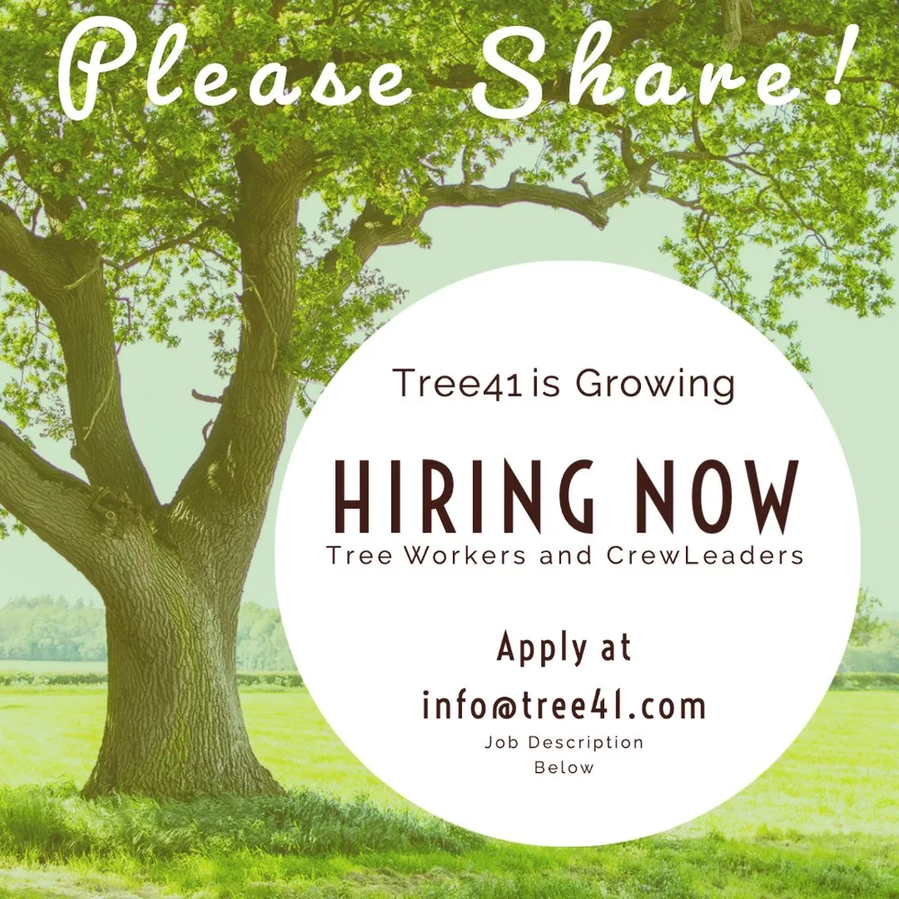 Expert yard cleanup service experts serving San Gregorio, CA - Tree41