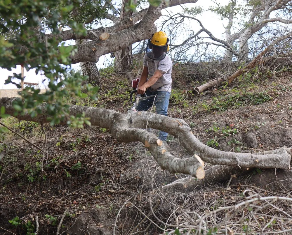 Local yard cleanup service experts serving San Gregorio, CA - Tree41