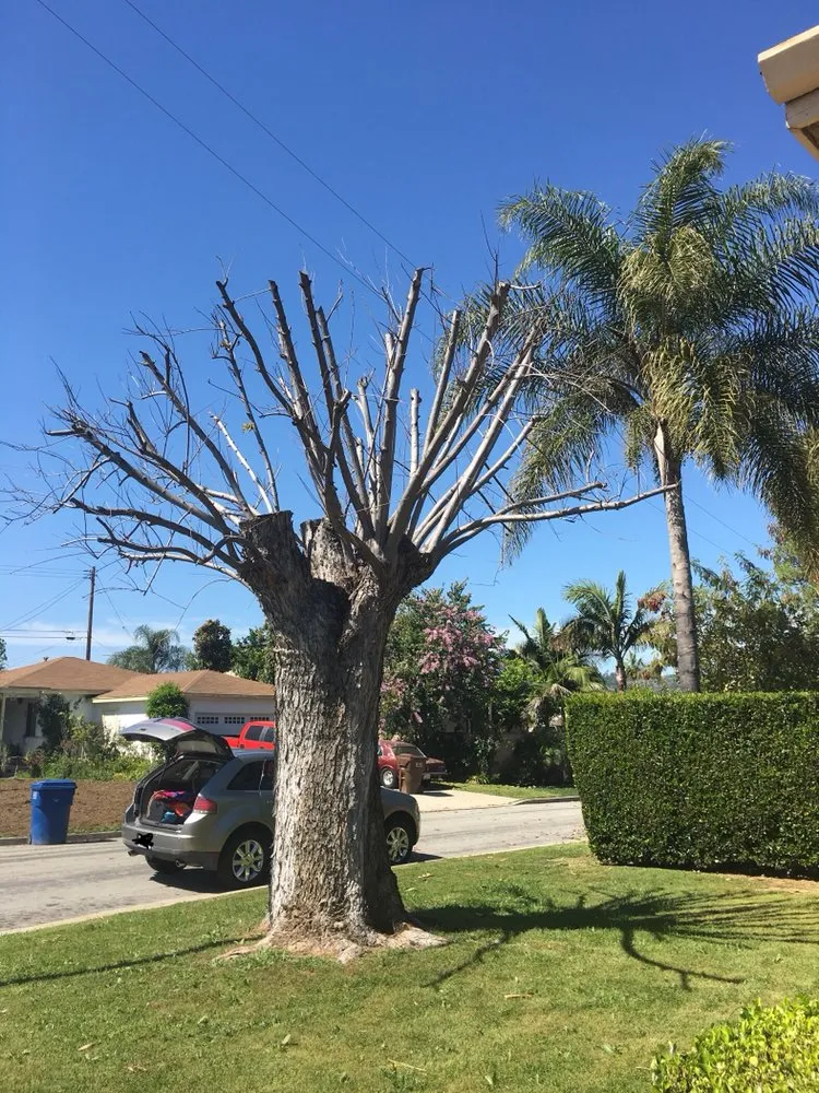 Affordable garden landscaping in Santa Rosa Beach, FL - TreeAdvisor Outdoor Living