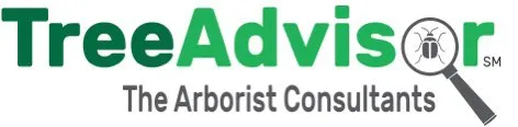 Reliable yard maintenance in Santa Rosa Beach, FL - TreeAdvisor Outdoor Living