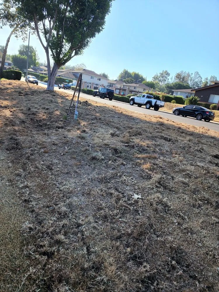 Top-rated landscape installation in Spring Valley, CA - Treebeard Landscape