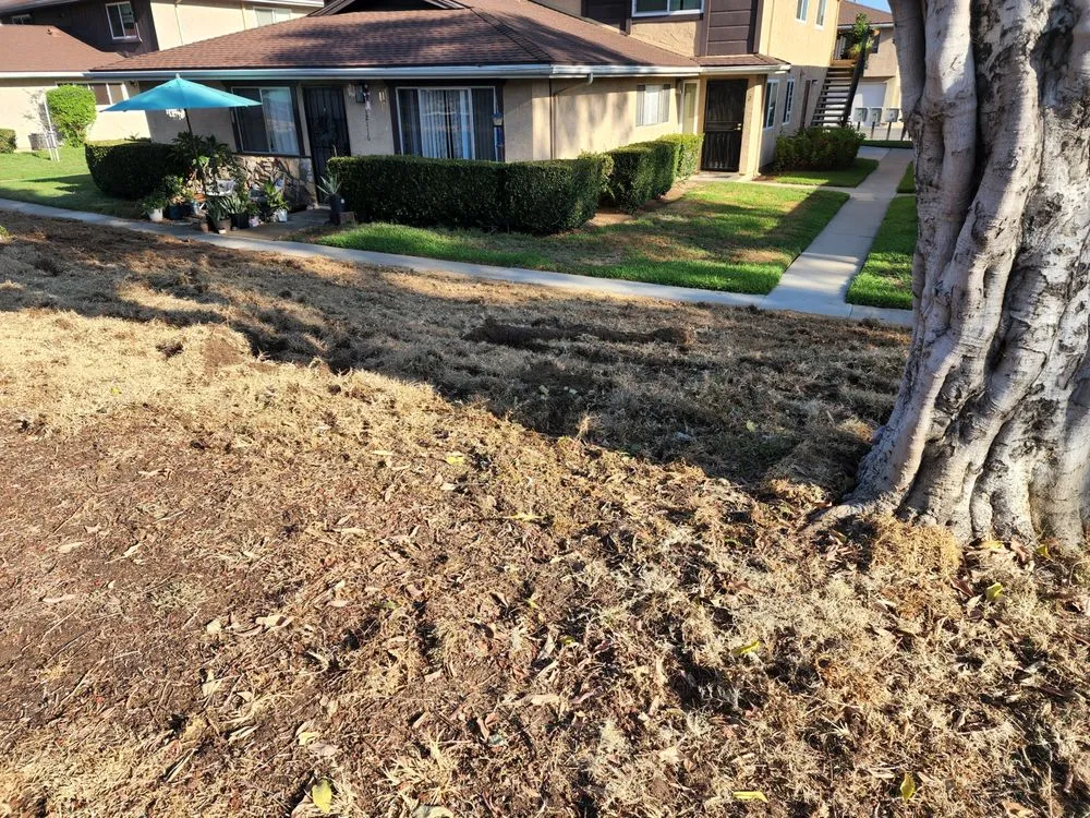 Top-rated yard cleanup service for residential properties in Spring Valley, CA by Treebeard Landscape