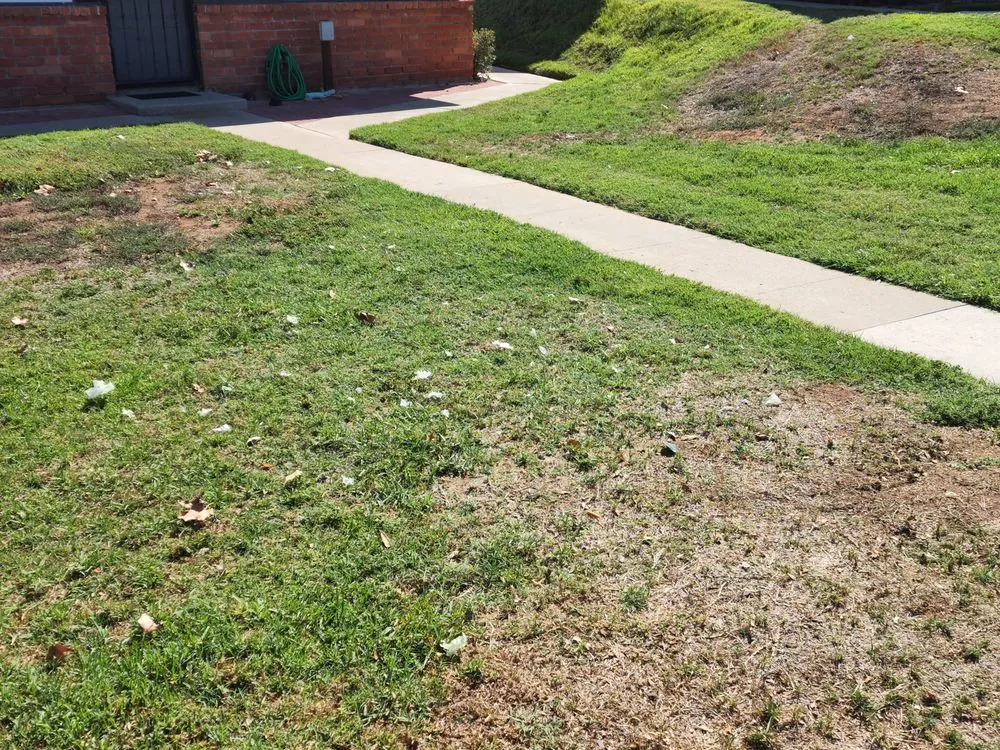 Professional yard cleanup service for homes in Spring Valley, CA by Treebeard Landscape