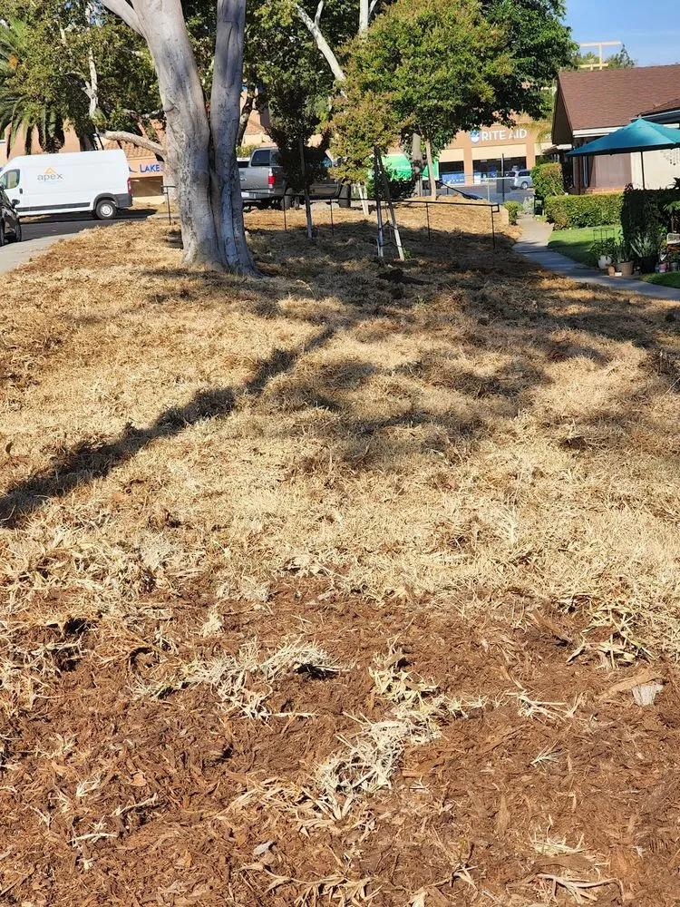 Trusted landscaping services for residential properties across Spring Valley, CA - Treebeard Landscape