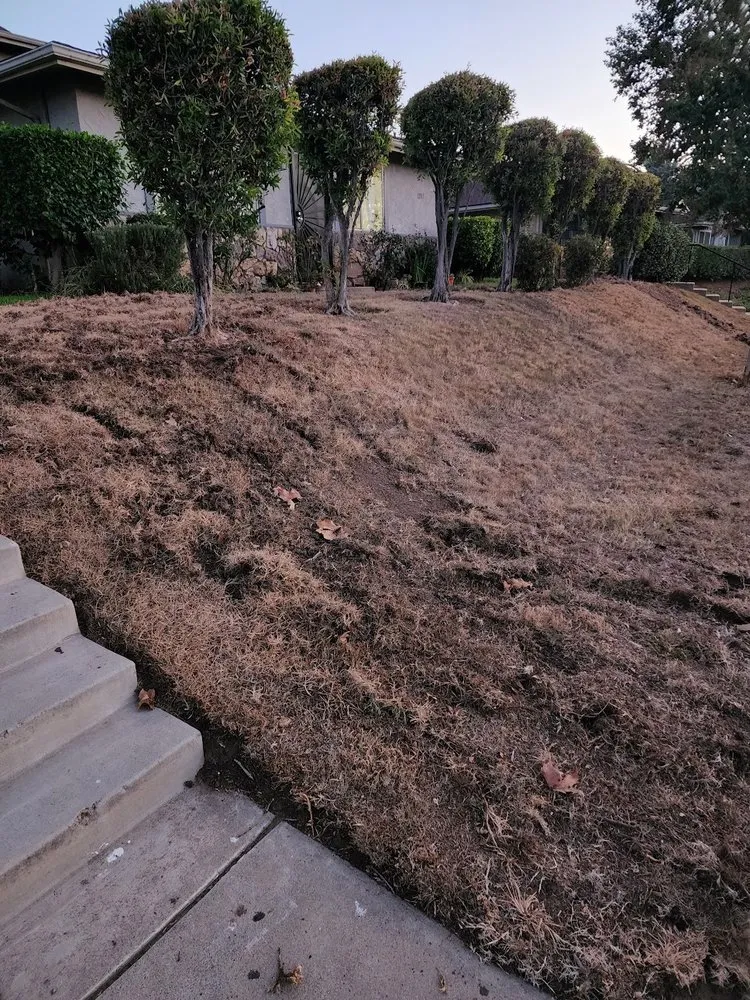Expert landscape design in Spring Valley, CA - Treebeard Landscape