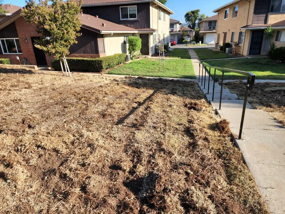 Trusted lawn care service in Spring Valley, CA - Treebeard Landscape