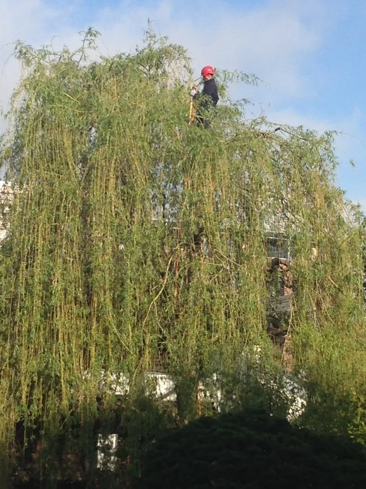 Expert outdoor landscaping in Milwaukie, OR by Treecology, Inc