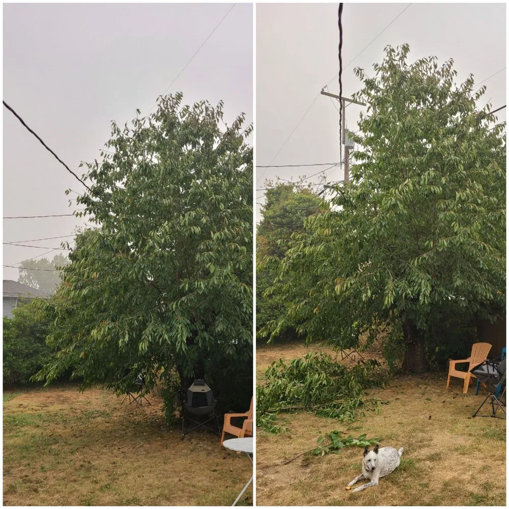 Expert lawn mowing service in Milwaukie, OR - Treecology, Inc