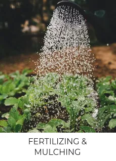 Custom yard cleanup service for beautiful yards in Nacogdoches, TX by TreeDoctors